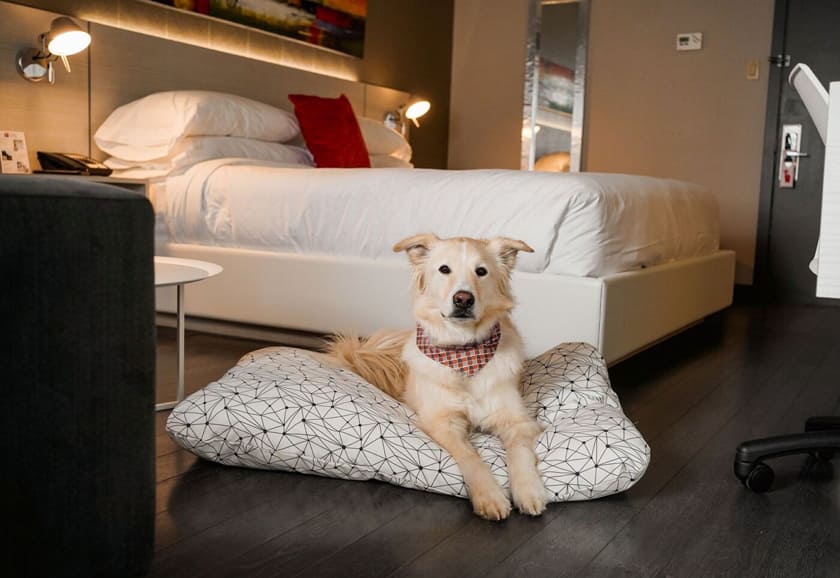 Nội thất cho gia đinh nuôi thú cưng